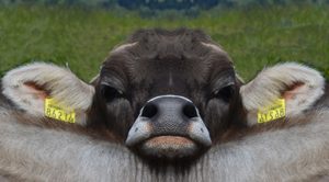 Genusswandern Allgäu