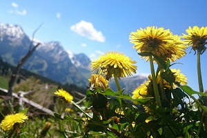 Tannheimer Tal mit wanderauszeit