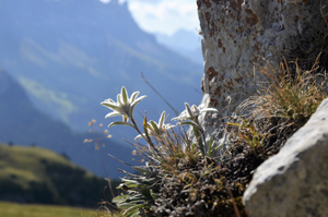 Edelweiß bei wanderauszeit