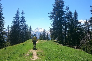 Wandern und Natur - hier im Tannheimer Tal mit wanderauszeit